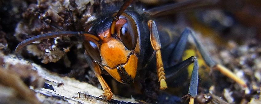 Vespa velutina front. Aziatische hoornaar