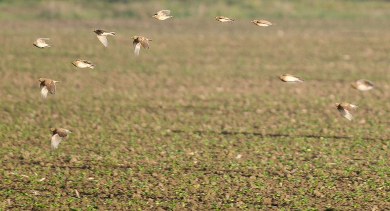 Veldleeuweriken in het Buijtenland van Rhoon