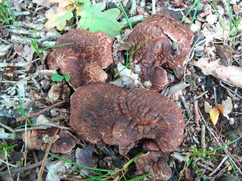 De mischien niet zo mooie, maar gevoelige Blauwvoetstekelzwam wordt met name in de duinen weer meer gemeld. 