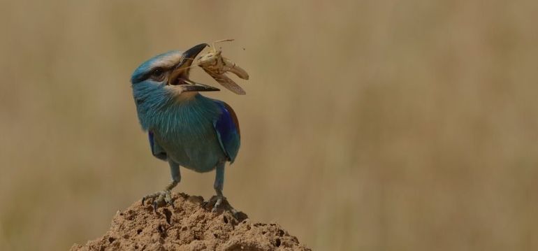 Sprinkhaan is in de Sahel het hoofdvoedsel van de Grauwe Kiekendief, maar staat ook op het menu van deze Sahelscharrelaar