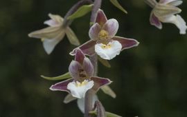 Epipactis palustris. Moeraswespenorchis