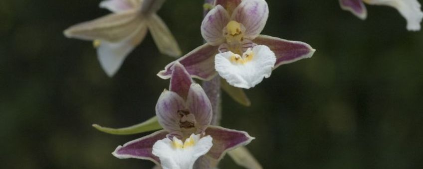 Epipactis palustris. Moeraswespenorchis