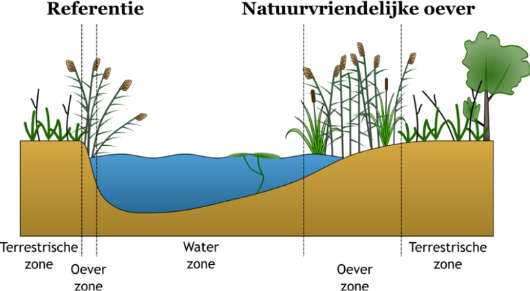 Schematische weergave van een traditionele (steile) oever (links) en een natuurvriendelijke oever (rechts)