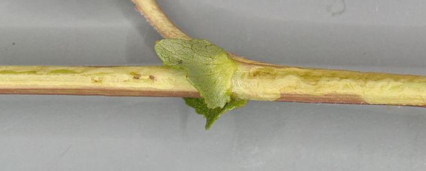 Stengelmijn van  amandelwilgenslakkenspoormot Phyllocnistis triandricola.