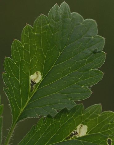 Een ganzerik (Potentilla spec) met larven van de bladwesp Fenella nigrita