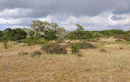 Kars Veling Noordhollands Duinreservaat - primair