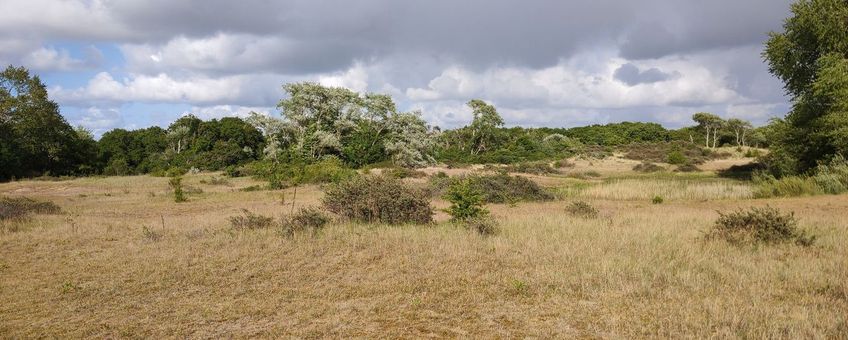 Noordhollands Duinreservaat - primair