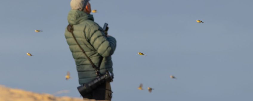Pimpelmezentrek op Texel, 19 oktober 2025.