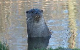 Vroege Vogels Otter