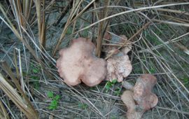 Leucopaxillus paradoxus. Dikhoed