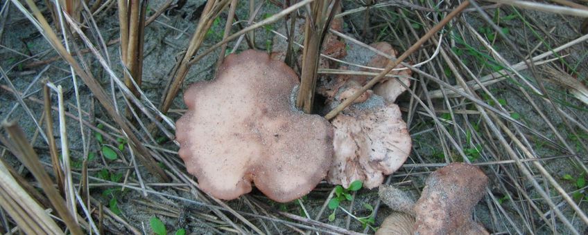 Leucopaxillus paradoxus. Dikhoed