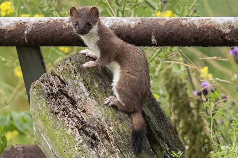 Als ze niet wit zijn, zie je het verschil tussen wezel en hermelijn aan de zwarte staartpunt