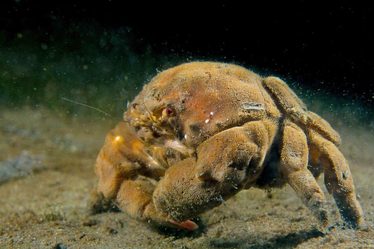 De Wolkrab in helder water 