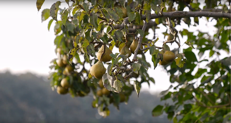 Annelieke Overgoor: Het mooiste vind ik onze oprijlaan met fruitbomen. Die laan is al aangelegd door de opa van mijn man. Dat we die nu hebben kunnen herstellen, vind ik toch wel heel tof