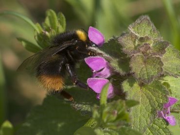 Ook hommels, zoals deze weidehommel, zijn belangrijke bestuivers