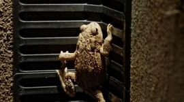Still uit paddenfilm