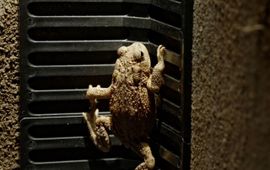 Still uit paddenfilm