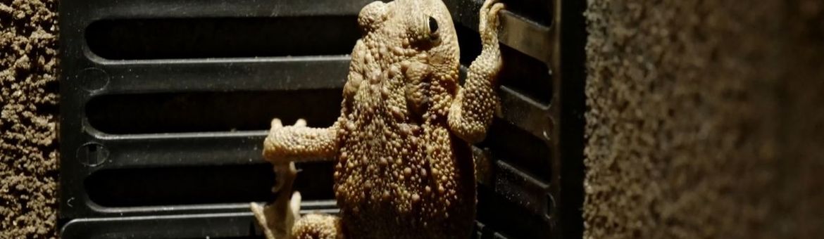 Still uit paddenfilm