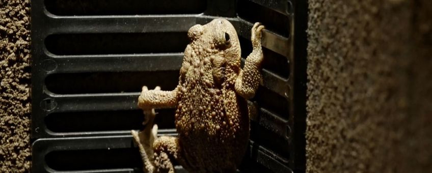 Still uit paddenfilm