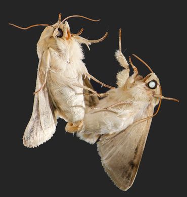 Mating moths