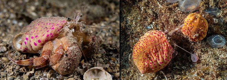 Op deze foto's is het kleurige patroon van de anemoon goed te zien, evenals de grotere rechterschaar van de heremietkreeft. Linkerfoto: Kroatië: Selce, 12-9-2016; rechterfoto: Noorwegen: Gulen, 6-7-2023