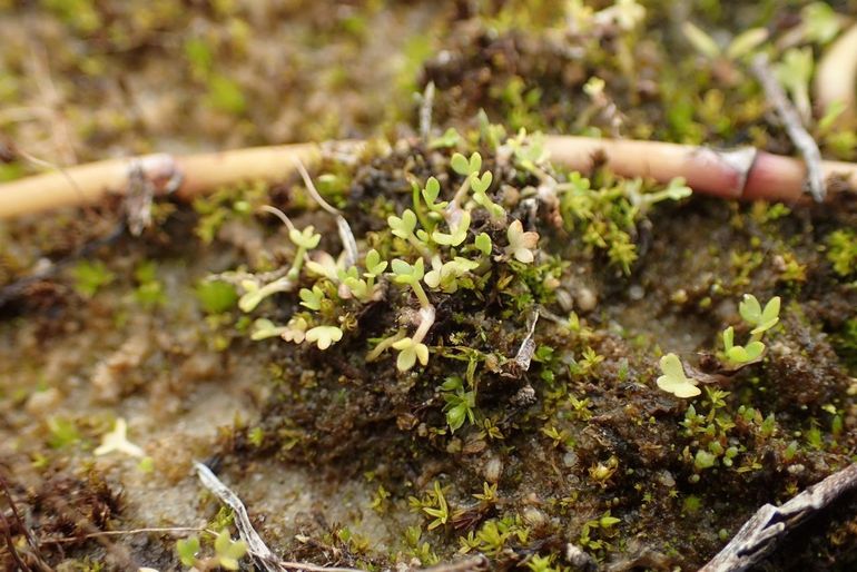 Kiemplanten Kruipend moerasscherm