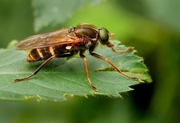 De geurvlieg (Coenomyia ferruginea) is bijna uitgestorven in ons land