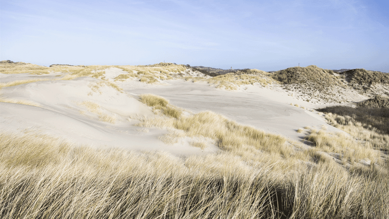 Op steeds meer plekken krijgen duinen weer de ruimte en daar kunnen ook konijnen van profiteren