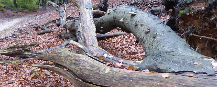 afstervend en dood beukenhout