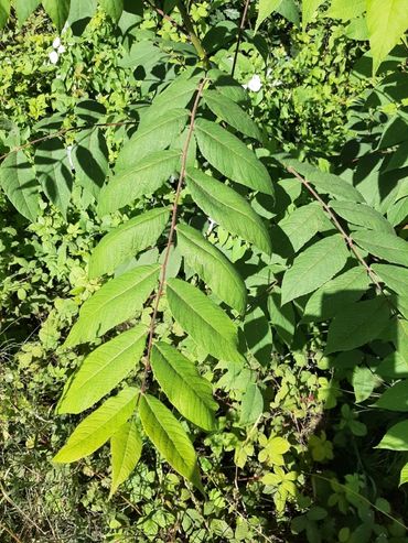 Jonge Zwarte walnoot in rand maïsakker bij Wijhe