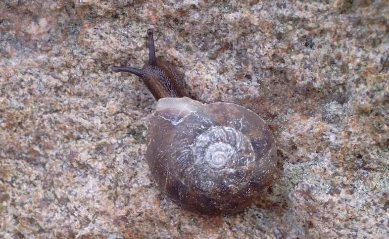 Steenbikkers verstoppen zich vaak in de ruimten tussen de grote Poolse granietkeien, maar zijn bij vochtig weer soms actief kruipend waar te nemen. Exemplaar gefotografeerd in 2003