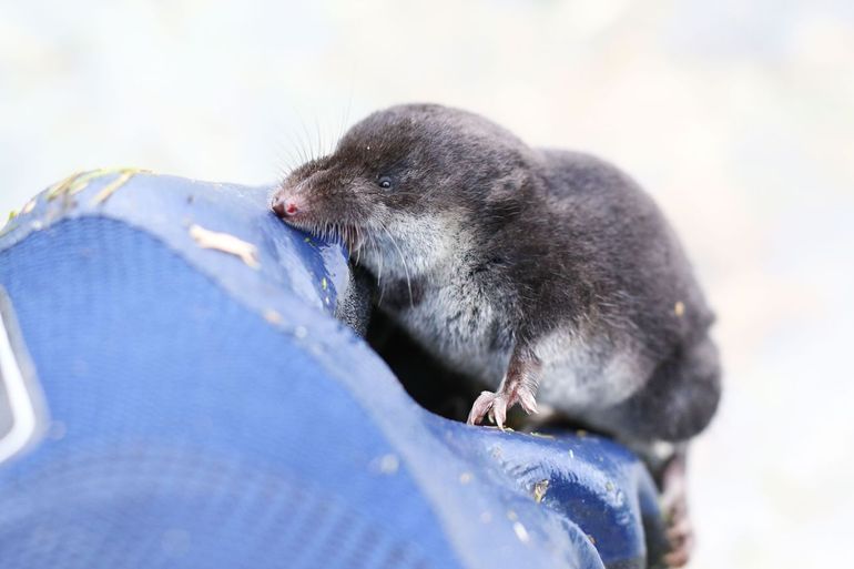 Waterspitsmuis