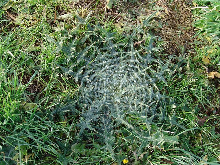 Speerdistel