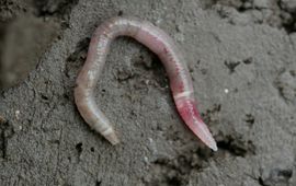 Nieuwe regenworm Murchieona muldali