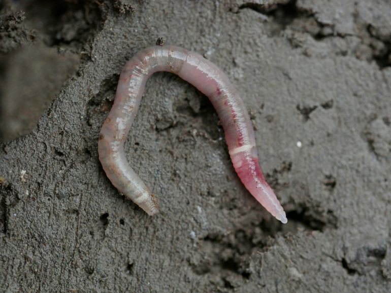 De door Anne Krediet ontdekte Engelse dwergworm (Murchieona muldali)