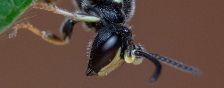 De verbrede antenneschacht van het mannetje moerasmaskerbij