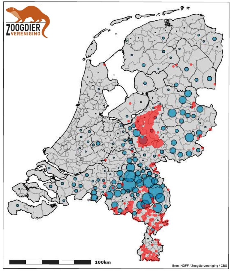 Meldingen van wilde zwijnen vanaf 2016 (rood) en aantal varkens per gemeente sinds 2017 (blauw)