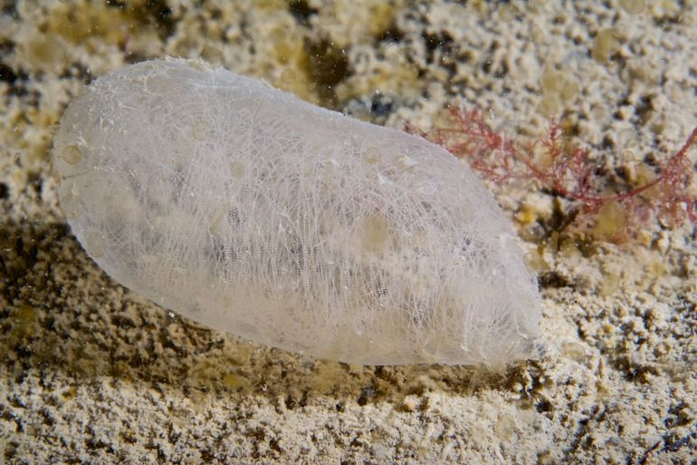 Een eipakket van het Schepje, lengte ongeveer 3 centimeter