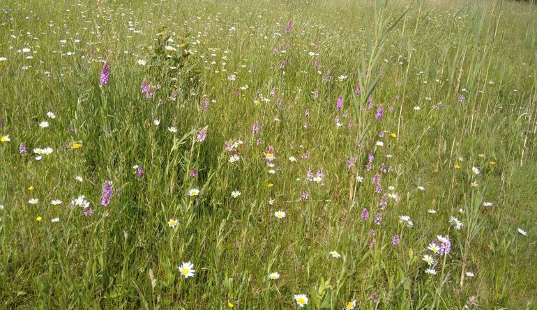 Met een beheer van maaien en afvoeren kunnen dit soort natuurlijke vegetaties ontstaan met Rietorchis en Margriet. Fraai om te zien en waardevol voor onze insecten!