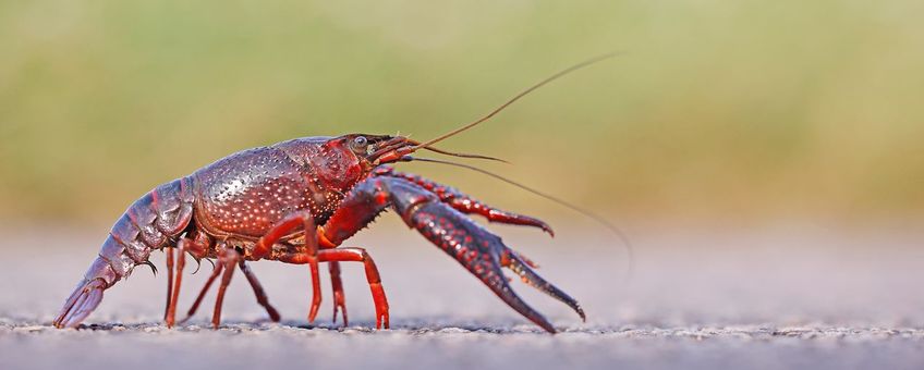 Rode Amerikaanse rivierkreeft verplaatst zich over land.