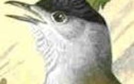 Naumann, Naturgeschichte der Vögel Mitteleuropas zwartkop gadget