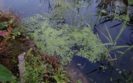 Luc Boon Limnobium laevigatum