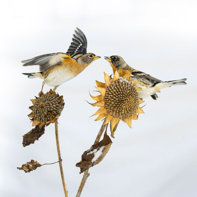 Kibbelende kepen: “Het had gesneeuwd in februari van dit jaar en er waren veel kepen in onze tuin. Zij kwamen vooral op de zonnepitten die wij aan de vogels voeren af. Ik had nog een paar gedroogde zonnebloemen van de afgelopen zomer overgehouden waarop ik de kepen graag wilde fotograferen. Door de sneeuwval was de tuin helemaal wit, wat ik als achtergrond wel passend vond. Tegen deze achtergrond kon ik deze twee kibbelende kepen fotograferen op de gedroogde zonnebloemen die ik in de sneeuw had gestoken.”