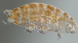 Ramazzottius oberhaeuseri