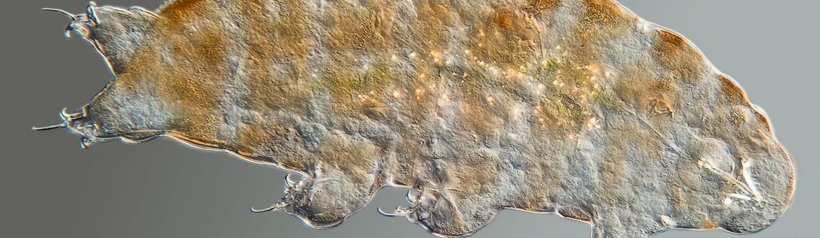 Ramazzottius oberhaeuseri