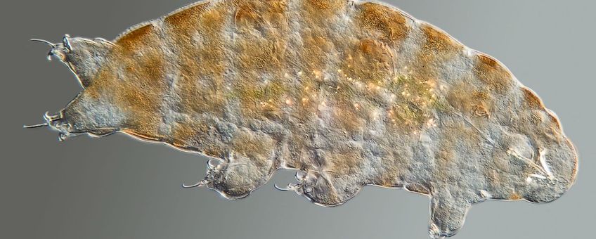 Ramazzottius oberhaeuseri