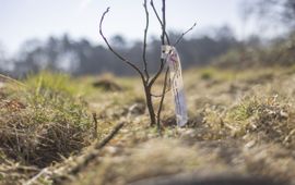 Een jonge haagbeuk, geplant in een nieuw bos in Noord-Brabant.