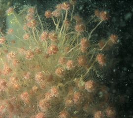 Tubularia larynx, Gorgelpijp