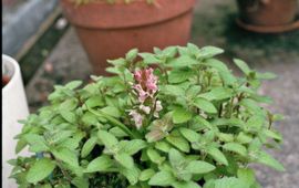 Joop van Heeswijk Vleeskleurige orchis in balkonpot