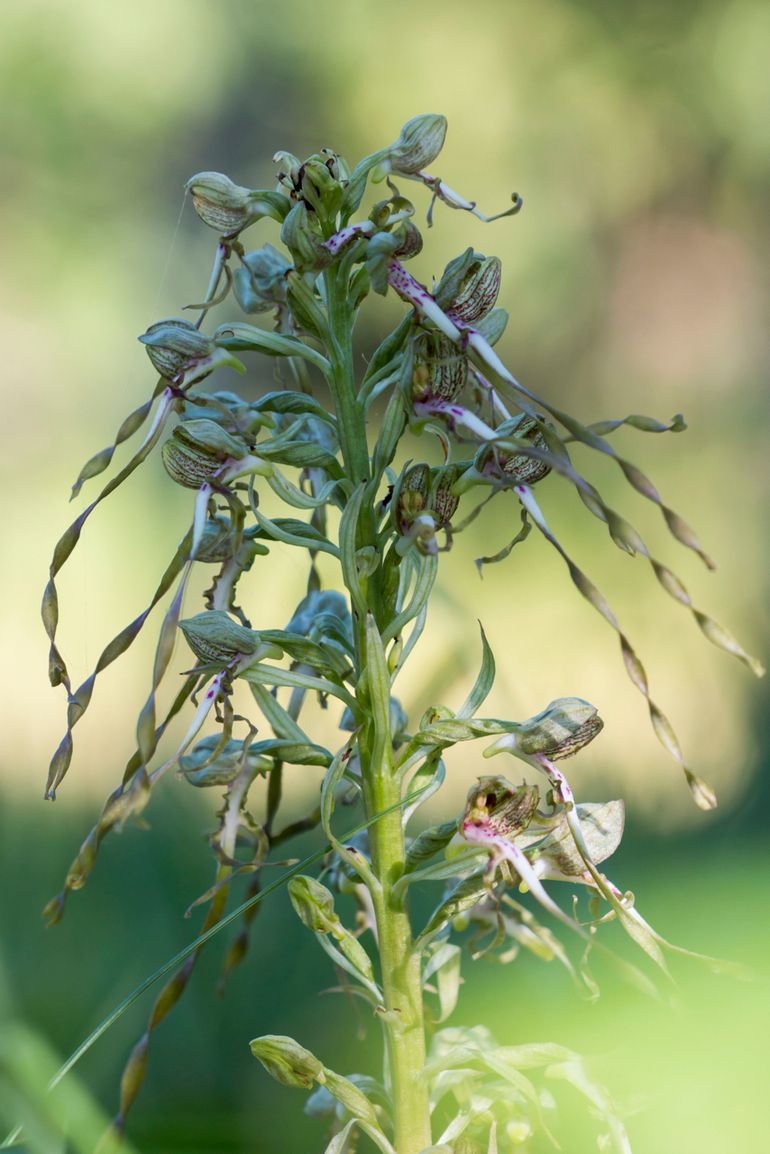 Bokkenorchis in Nationaal Park Hollandse Duinen juni 2019